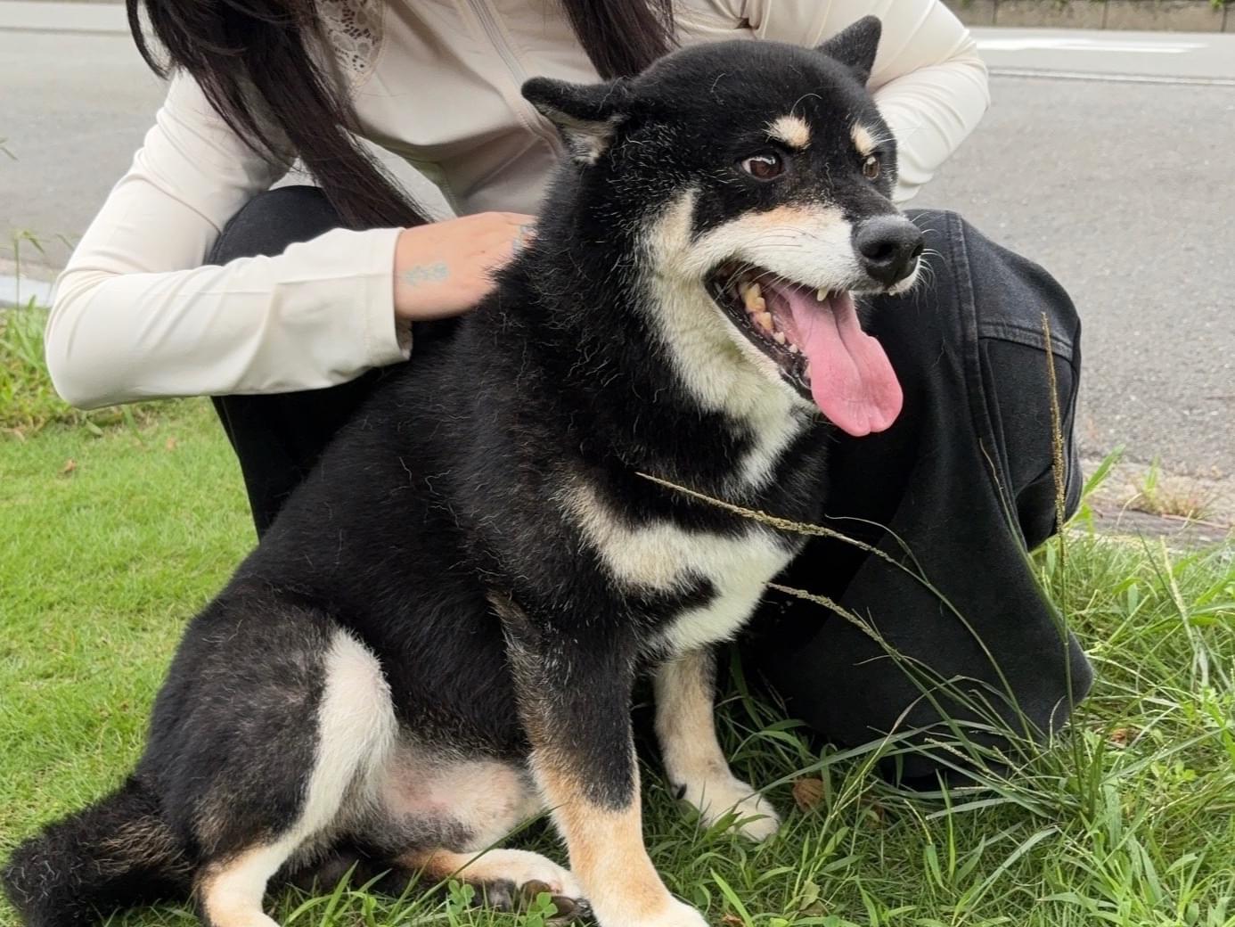 目撃された犬 目撃された犬