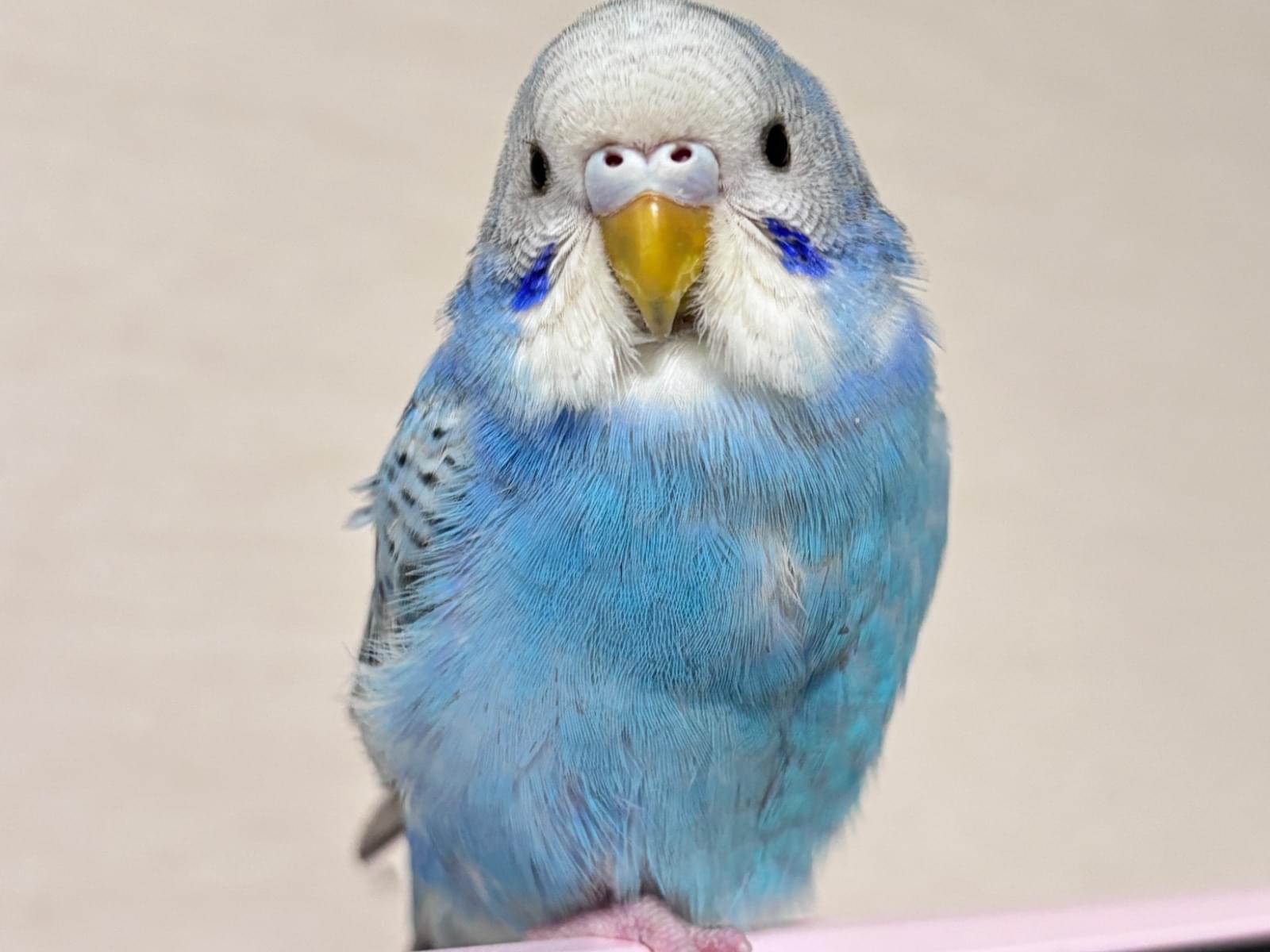 モモちゃん モモちゃん