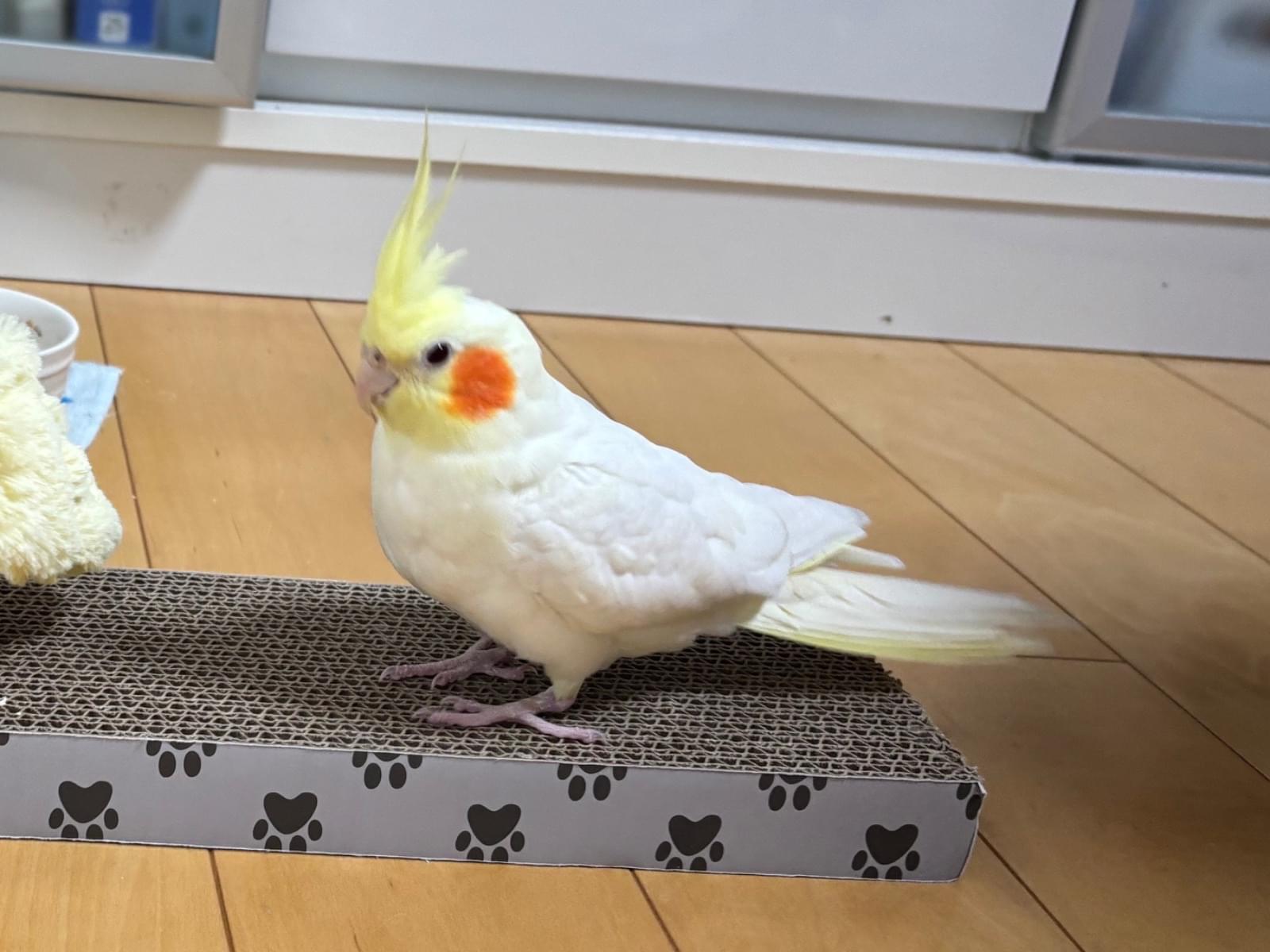 レモンちゃん レモンちゃん