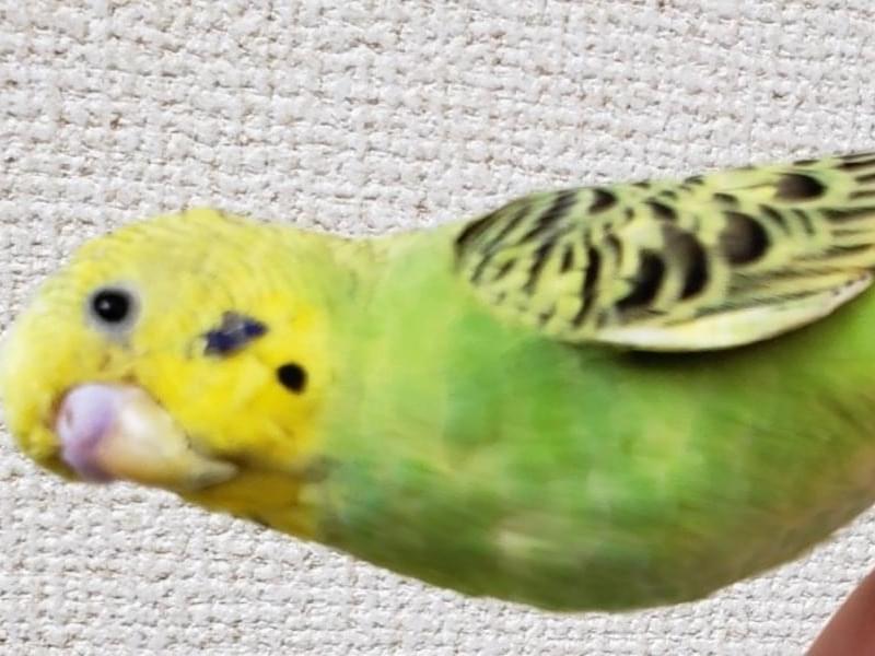 ふくちゃん ふくちゃん