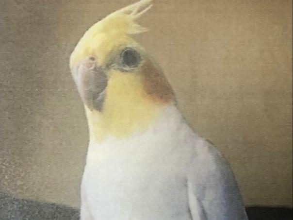 ケンピちゃん ケンピちゃん