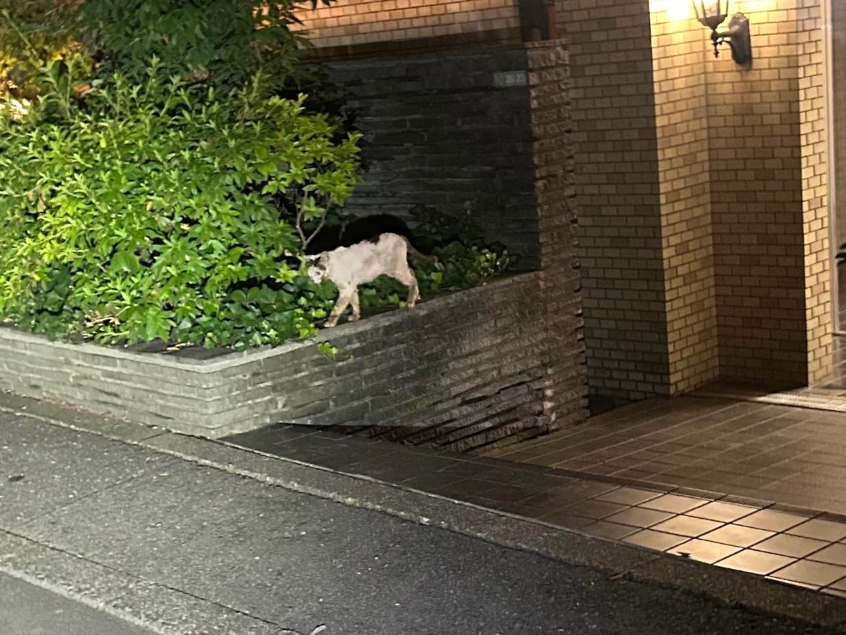 目撃された猫 目撃された猫