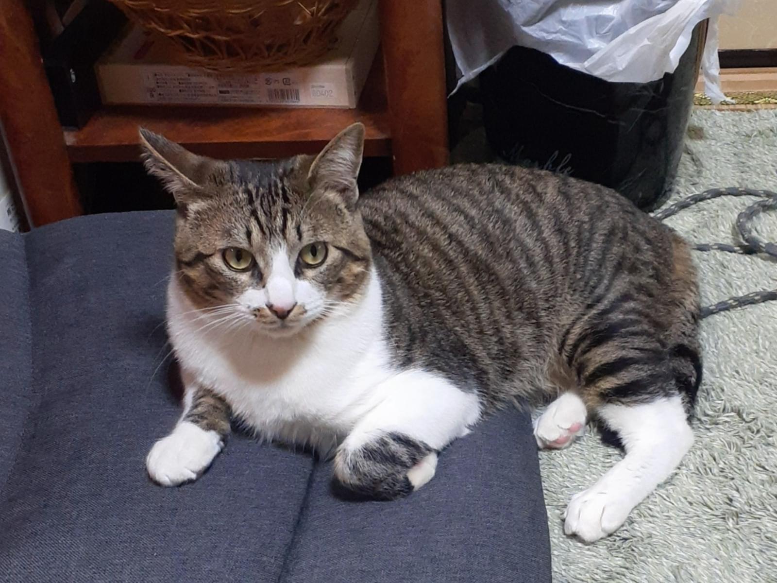 ホームちゃん ホームちゃん
