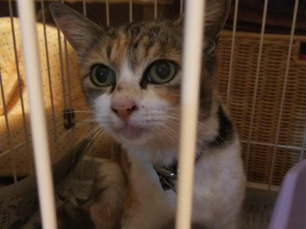 保護された猫 保護された猫
