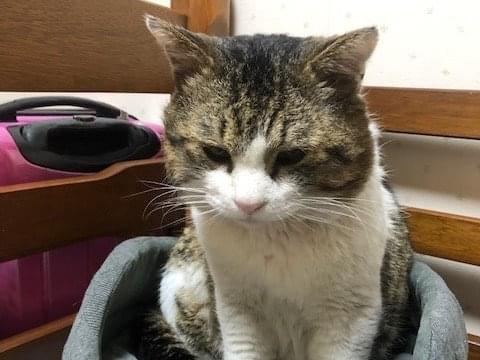 しまちゃん しまちゃん