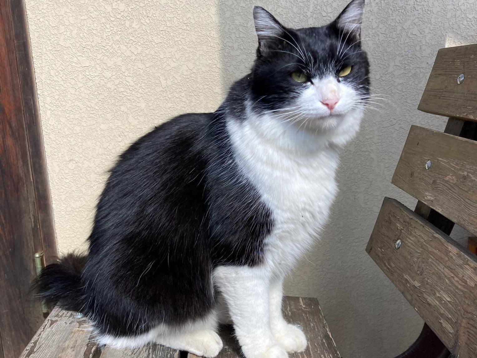 目撃された猫 目撃された猫