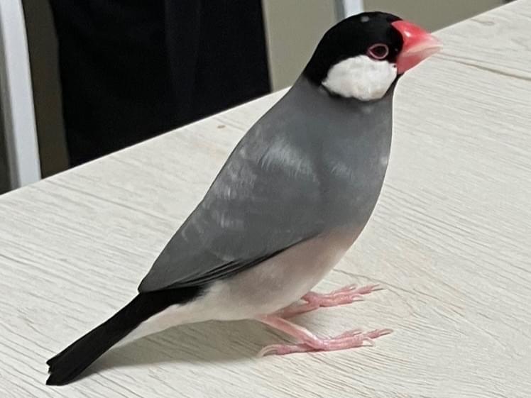 おまめちゃん