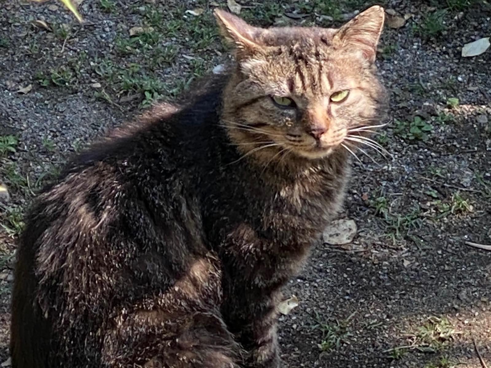 目撃された猫