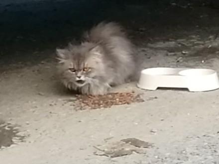 目撃された猫 目撃された猫