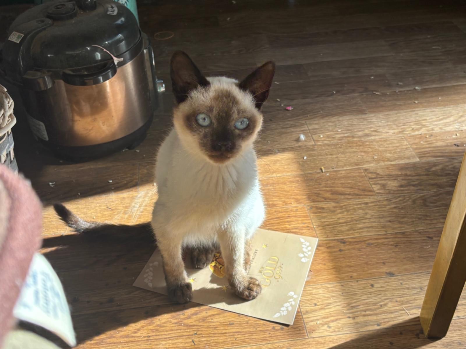 保護された猫 保護された猫