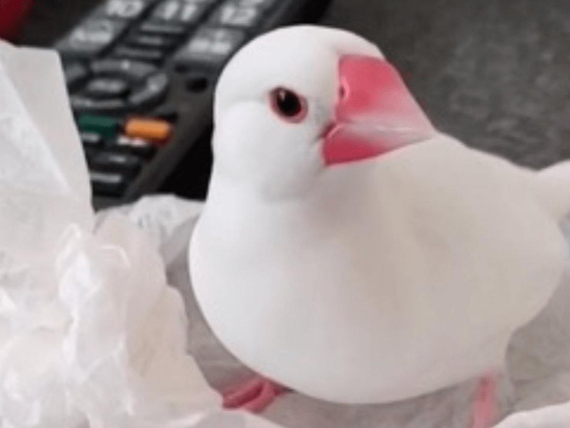 チコちゃん チコちゃん