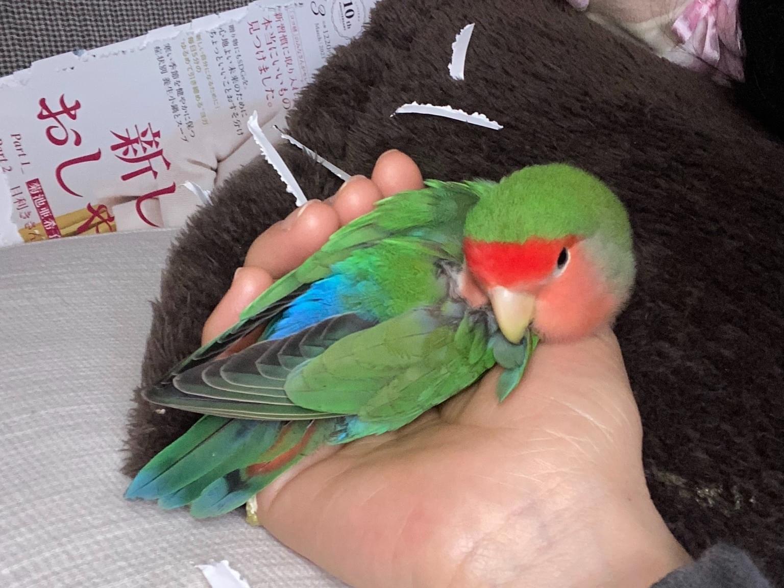 ホルトちゃん ホルトちゃん
