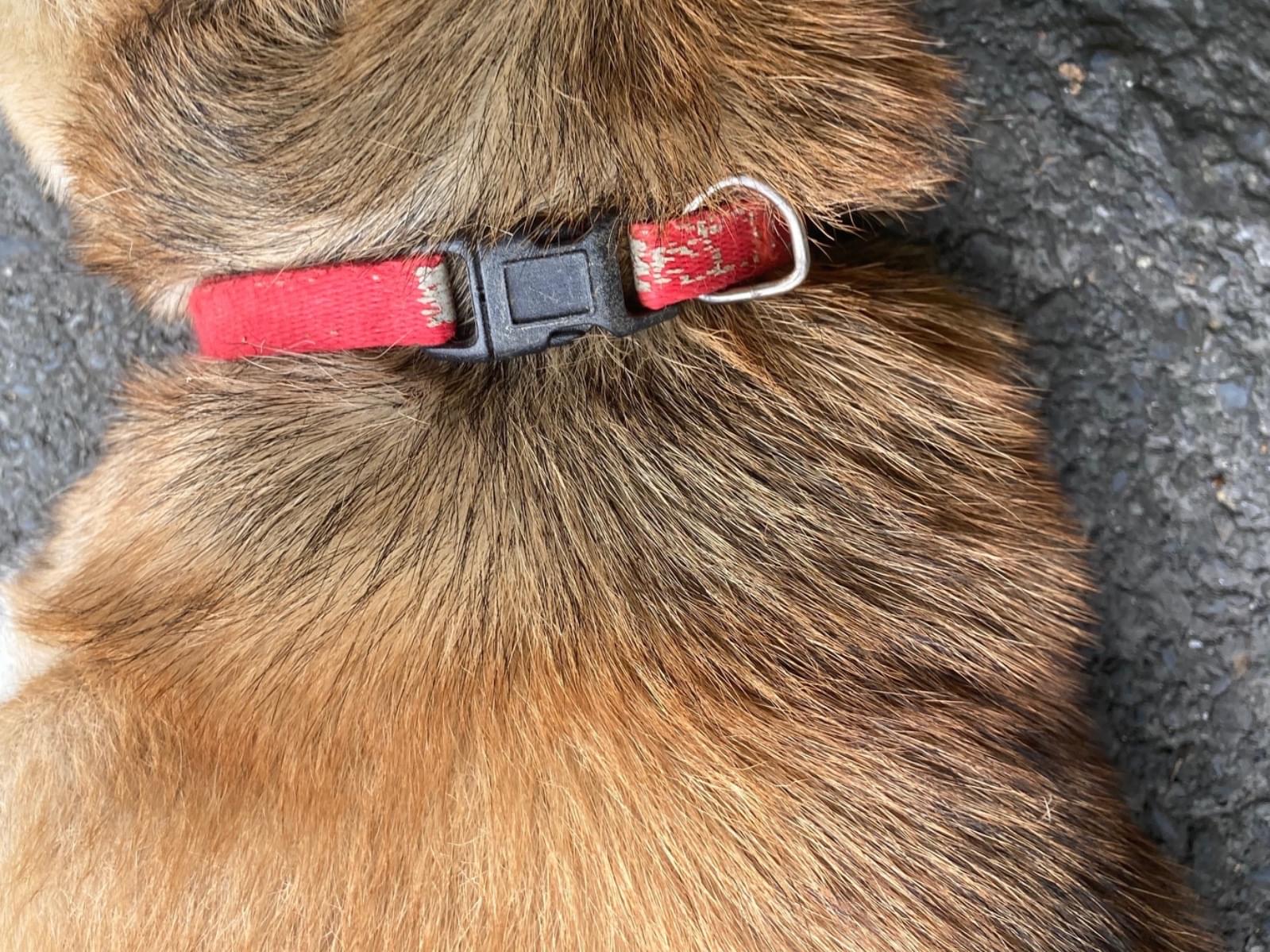 目撃された犬 目撃された犬