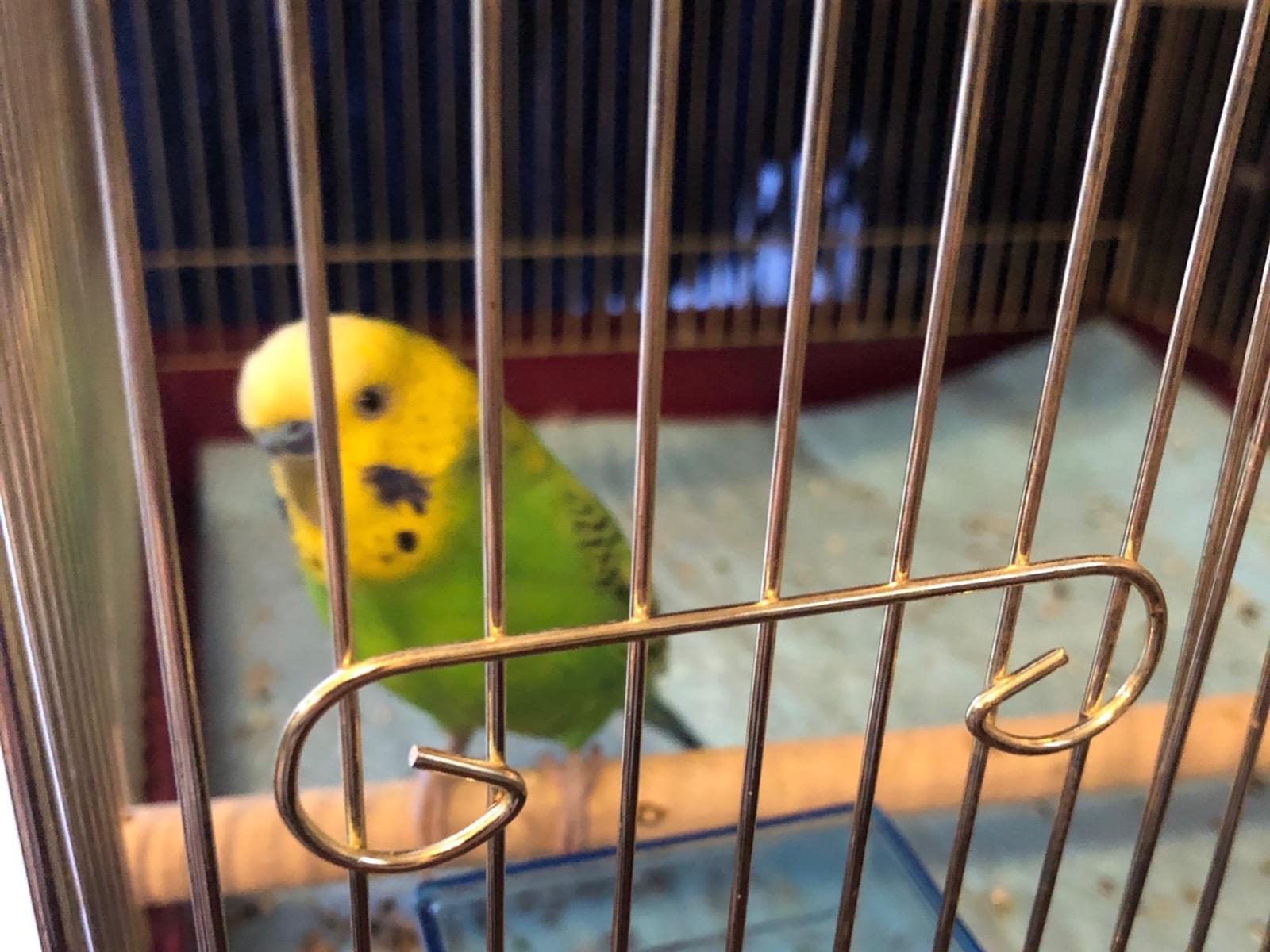 保護された鳥 保護された鳥