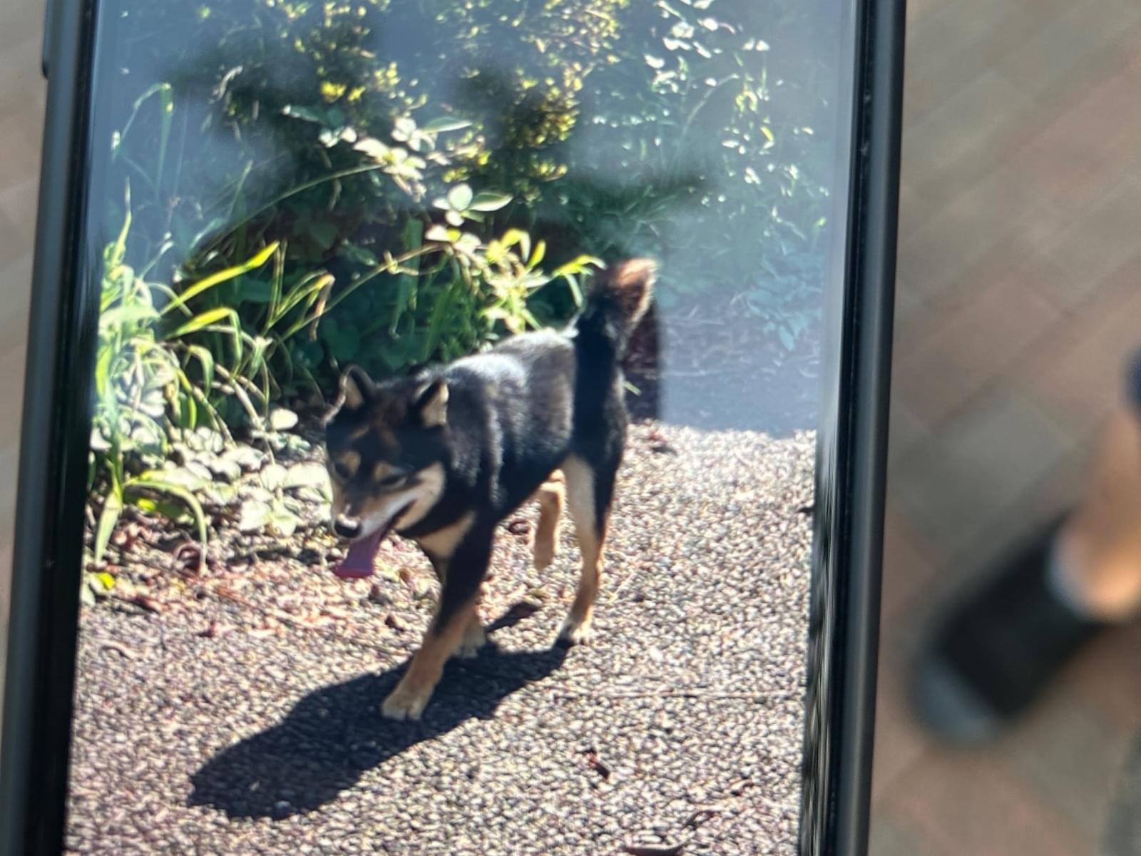 目撃された犬 目撃された犬