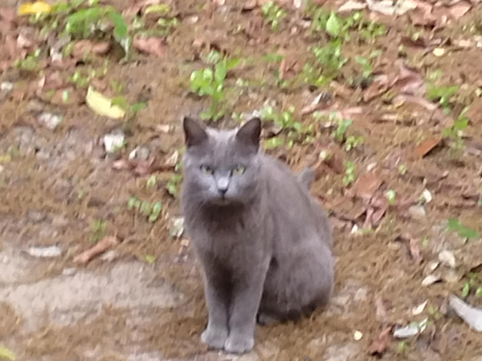 目撃された猫 目撃された猫
