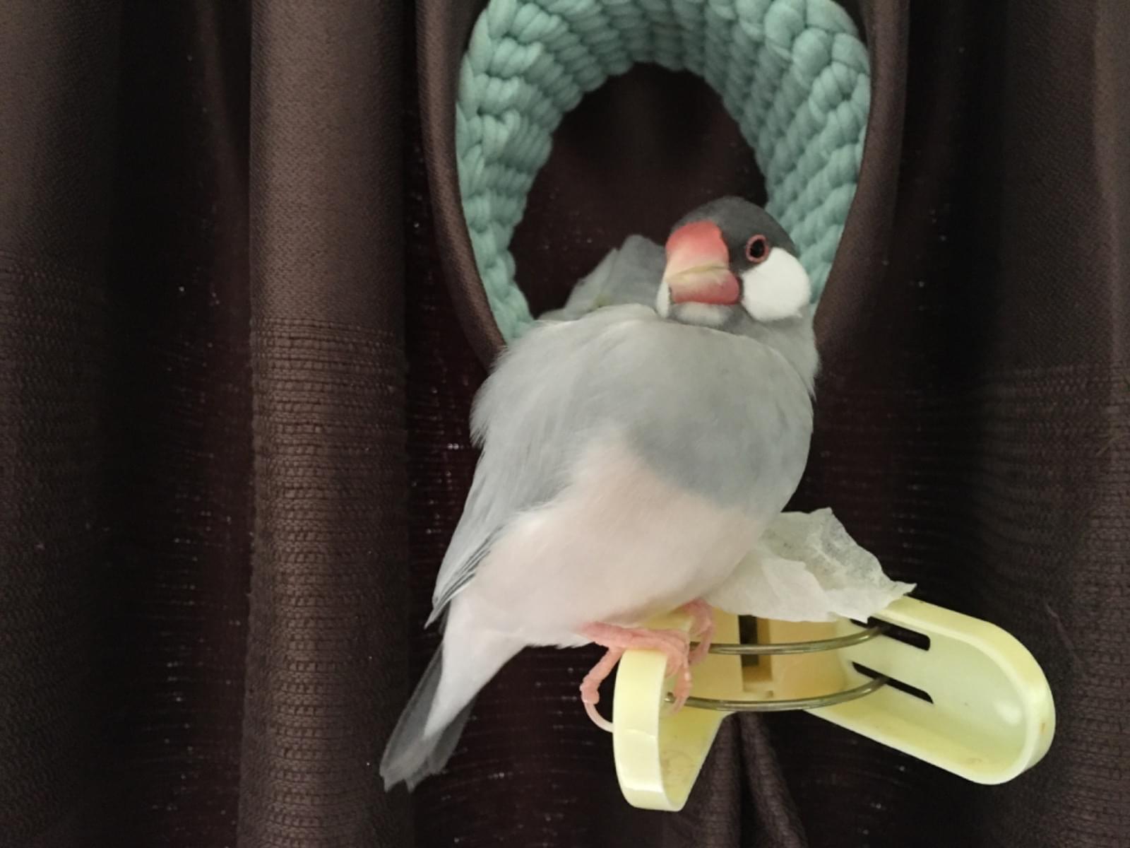 ひかりちゃん ひかりちゃん