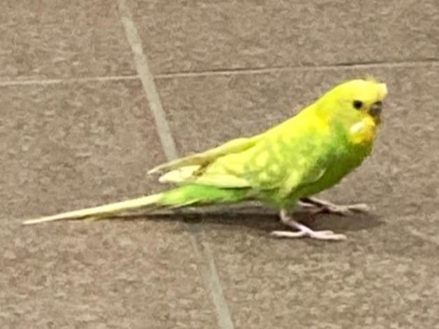 保護された鳥 保護された鳥
