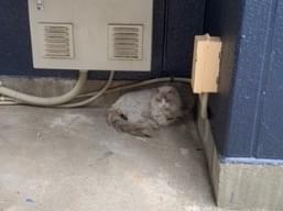 目撃された猫 目撃された猫