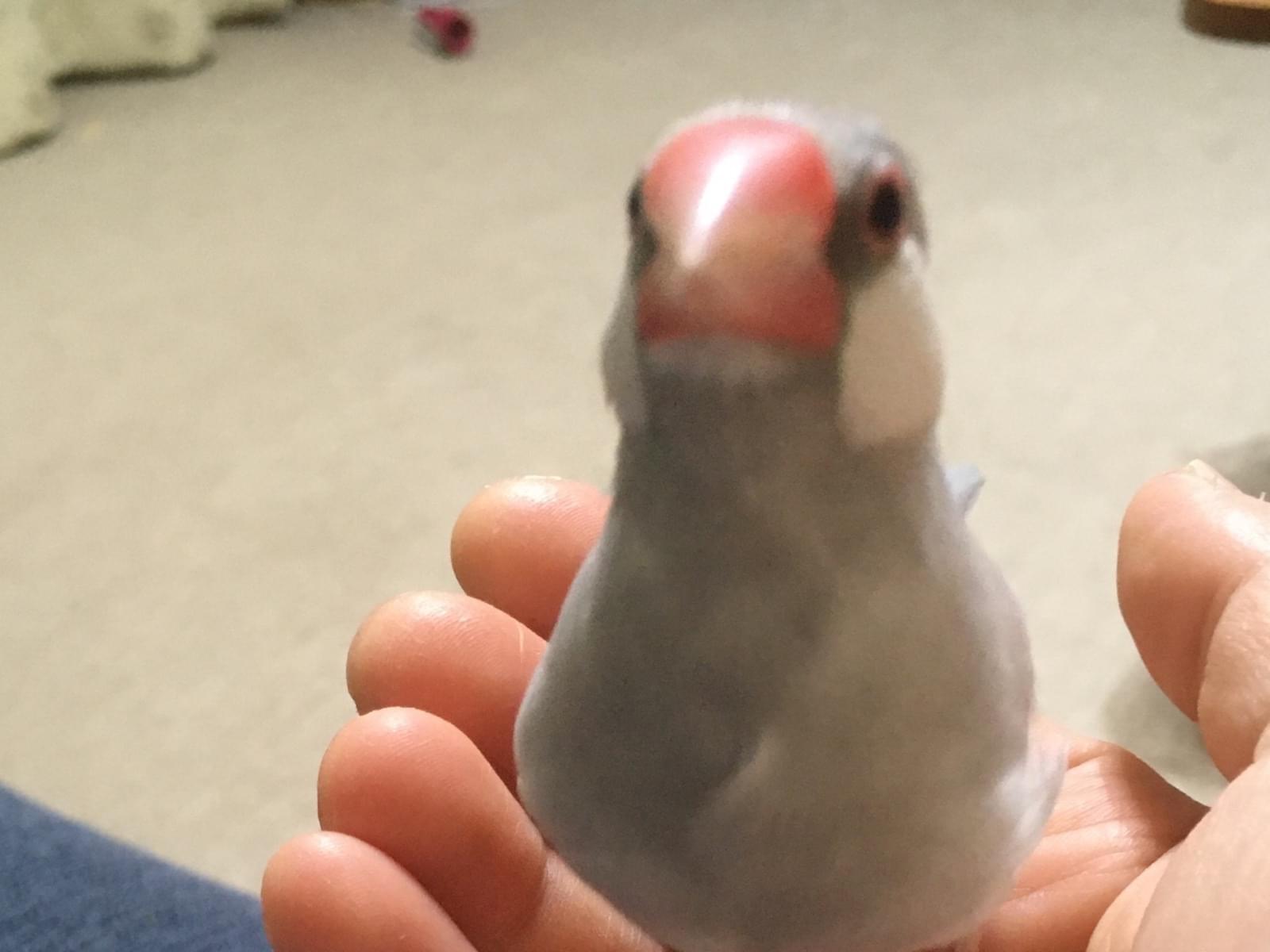 シルバー文鳥 つくねちゃん シルバー文鳥 つくねちゃん