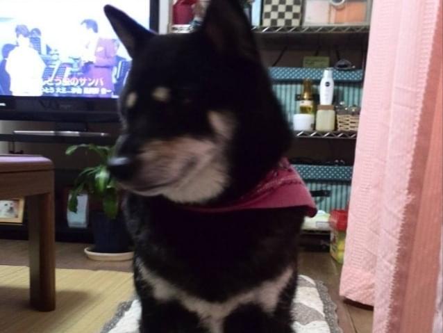 マロちゃん マロちゃん