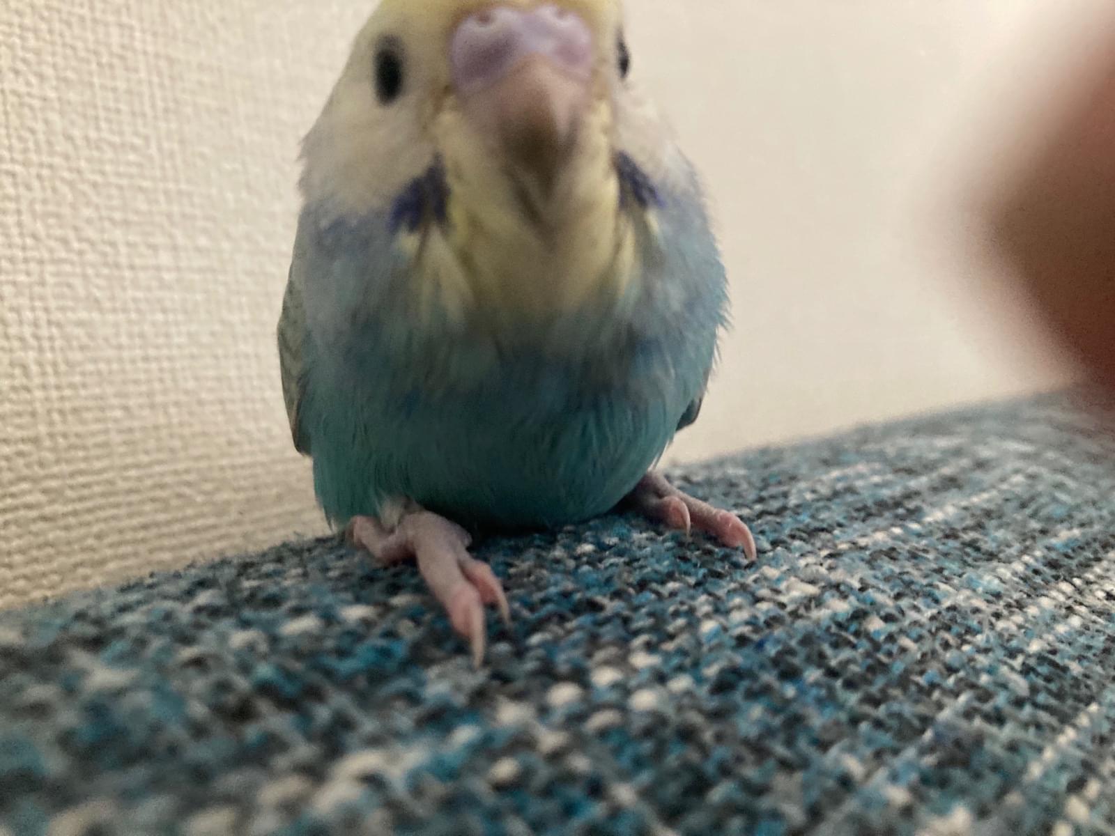 ちーちゃん ちーちゃん