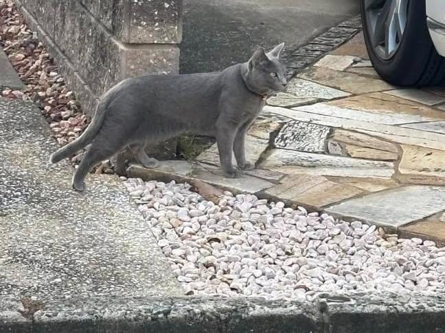 目撃された猫 目撃された猫