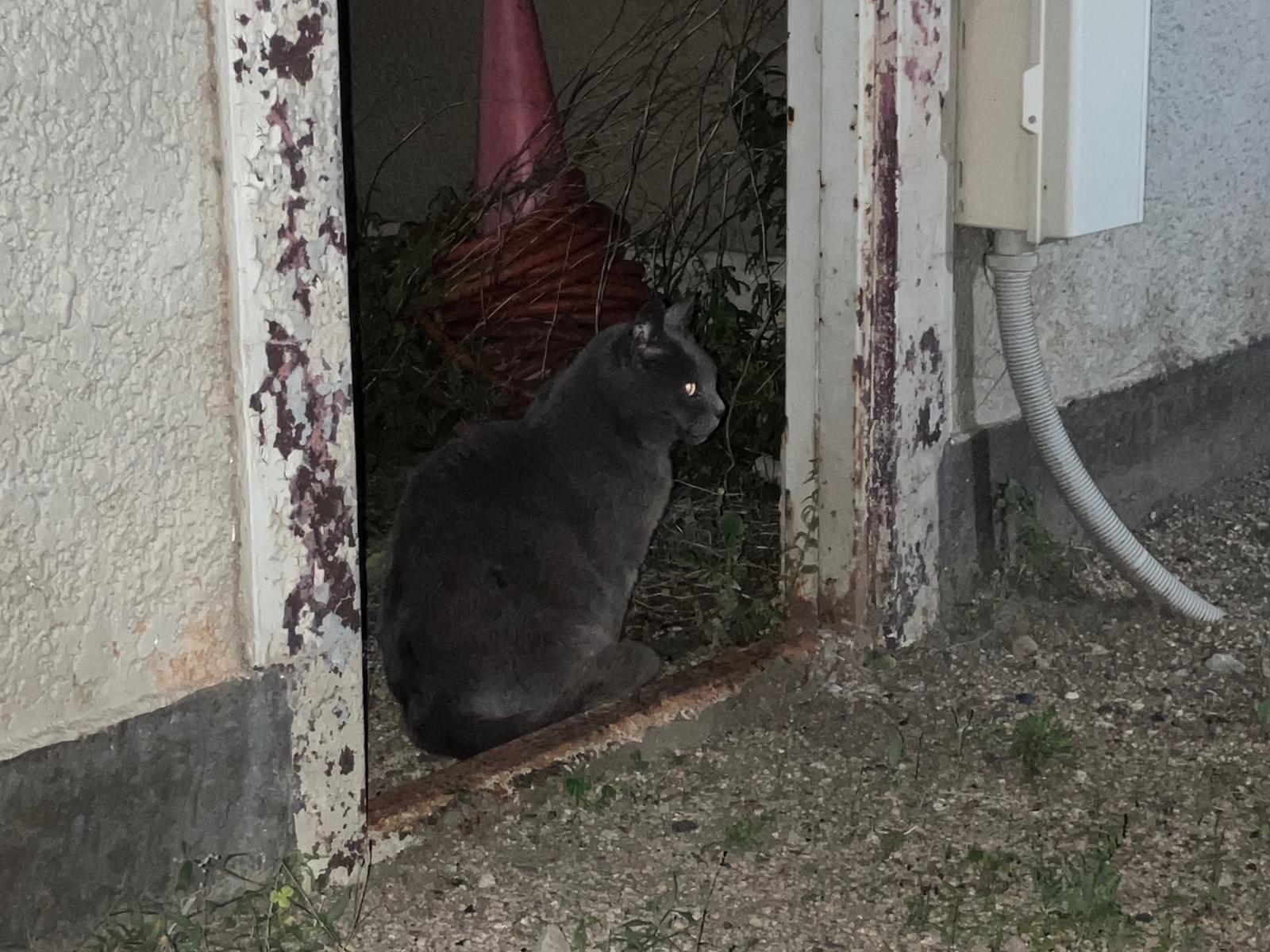 目撃された猫 目撃された猫