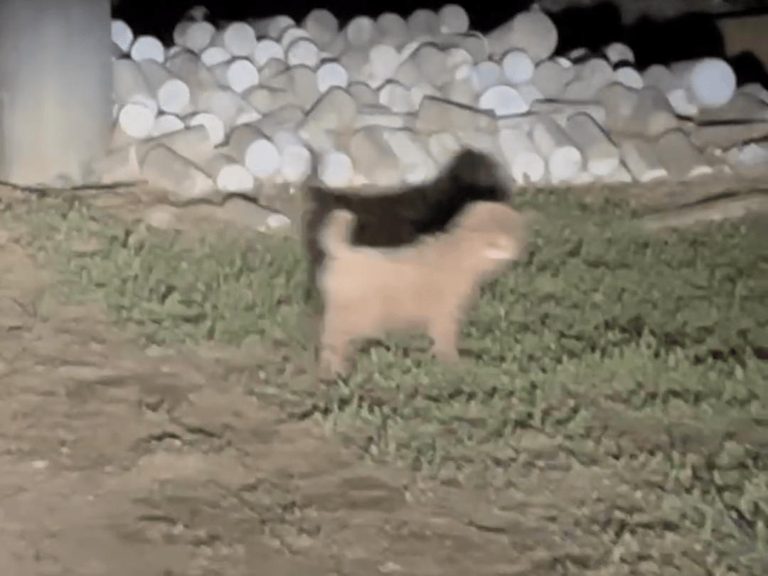 目撃された犬 目撃された犬