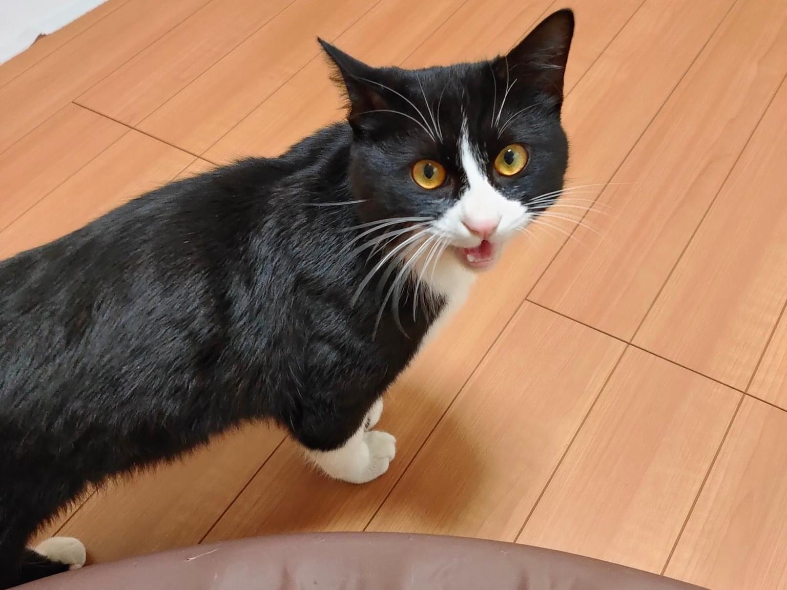 保護された猫 保護された猫