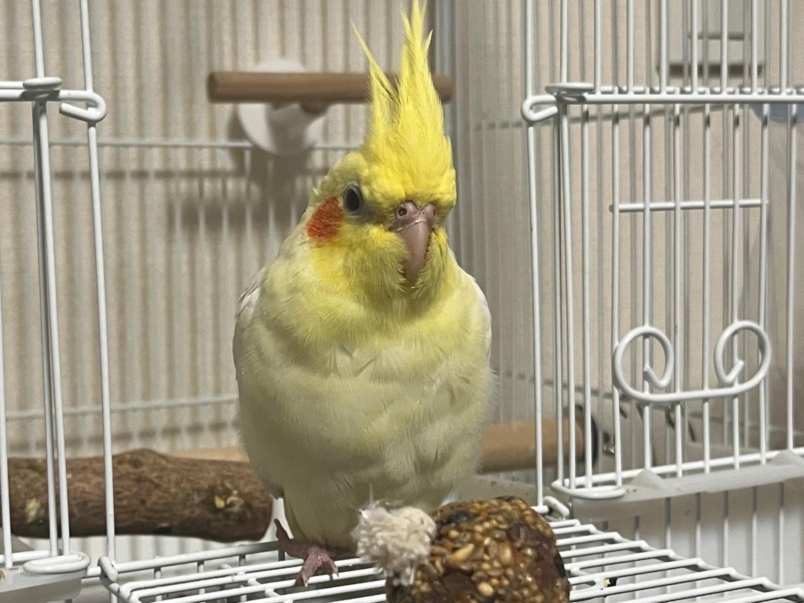 まるちゃん まるちゃん