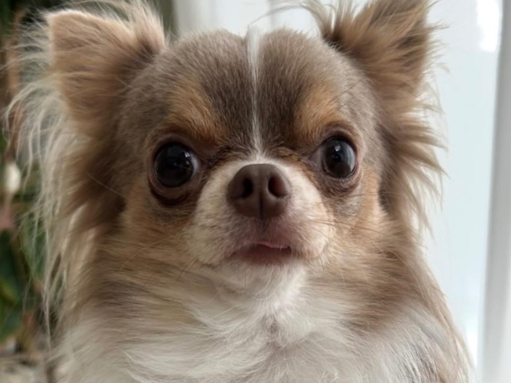 福ちゃん 福ちゃん