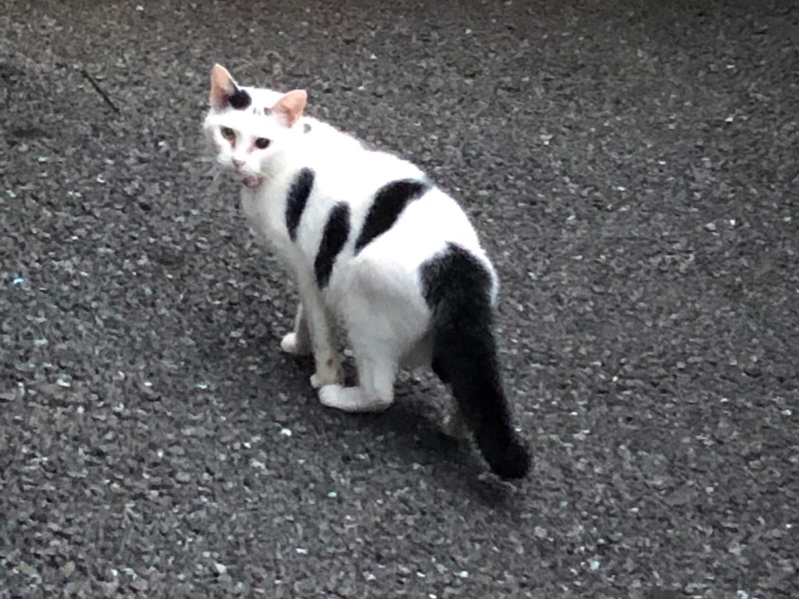 目撃された猫 目撃された猫