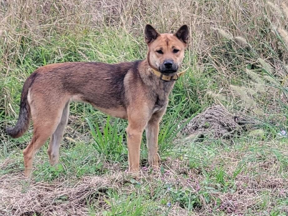 目撃された犬 目撃された犬