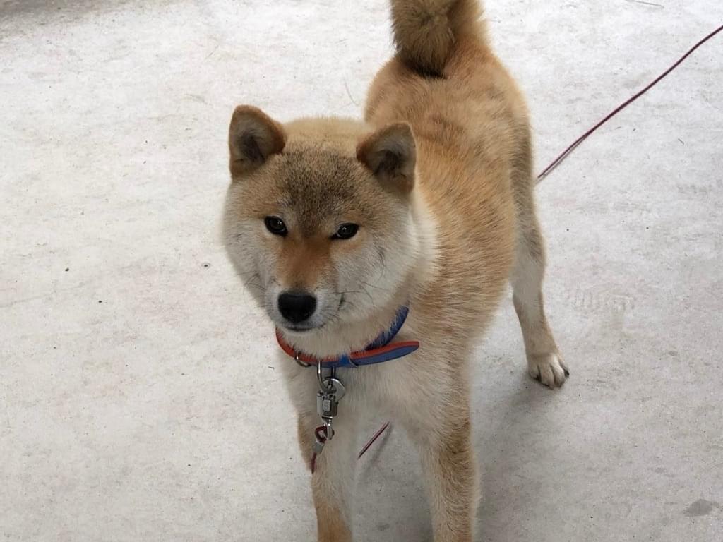 保護された犬 保護された犬