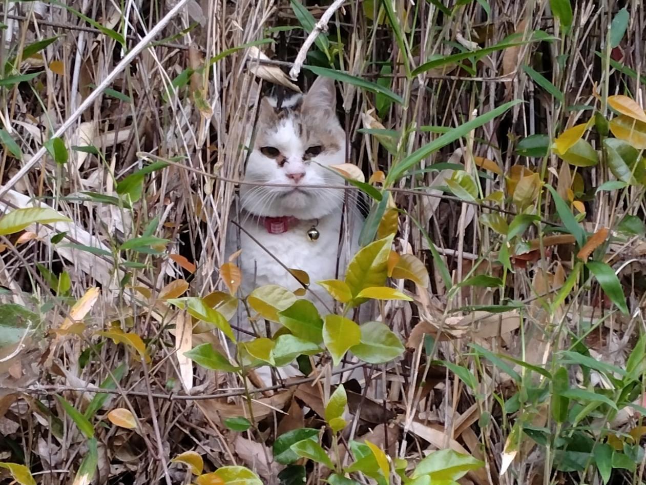 保護された猫