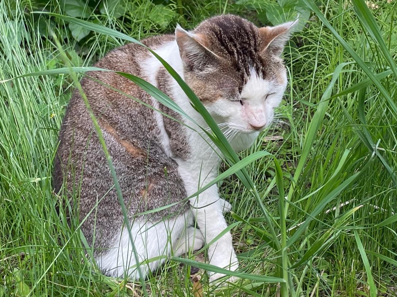 保護された猫 保護された猫