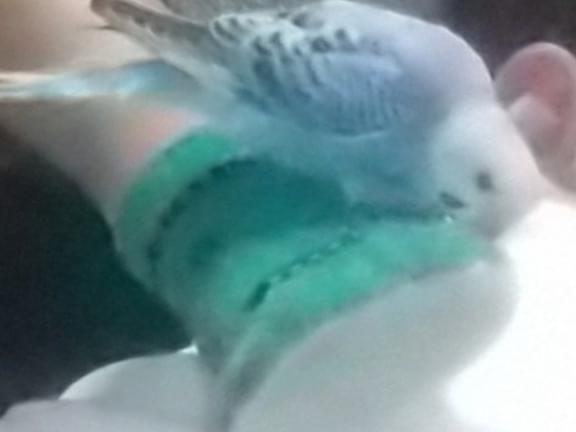 ひなちゃん ひなちゃん