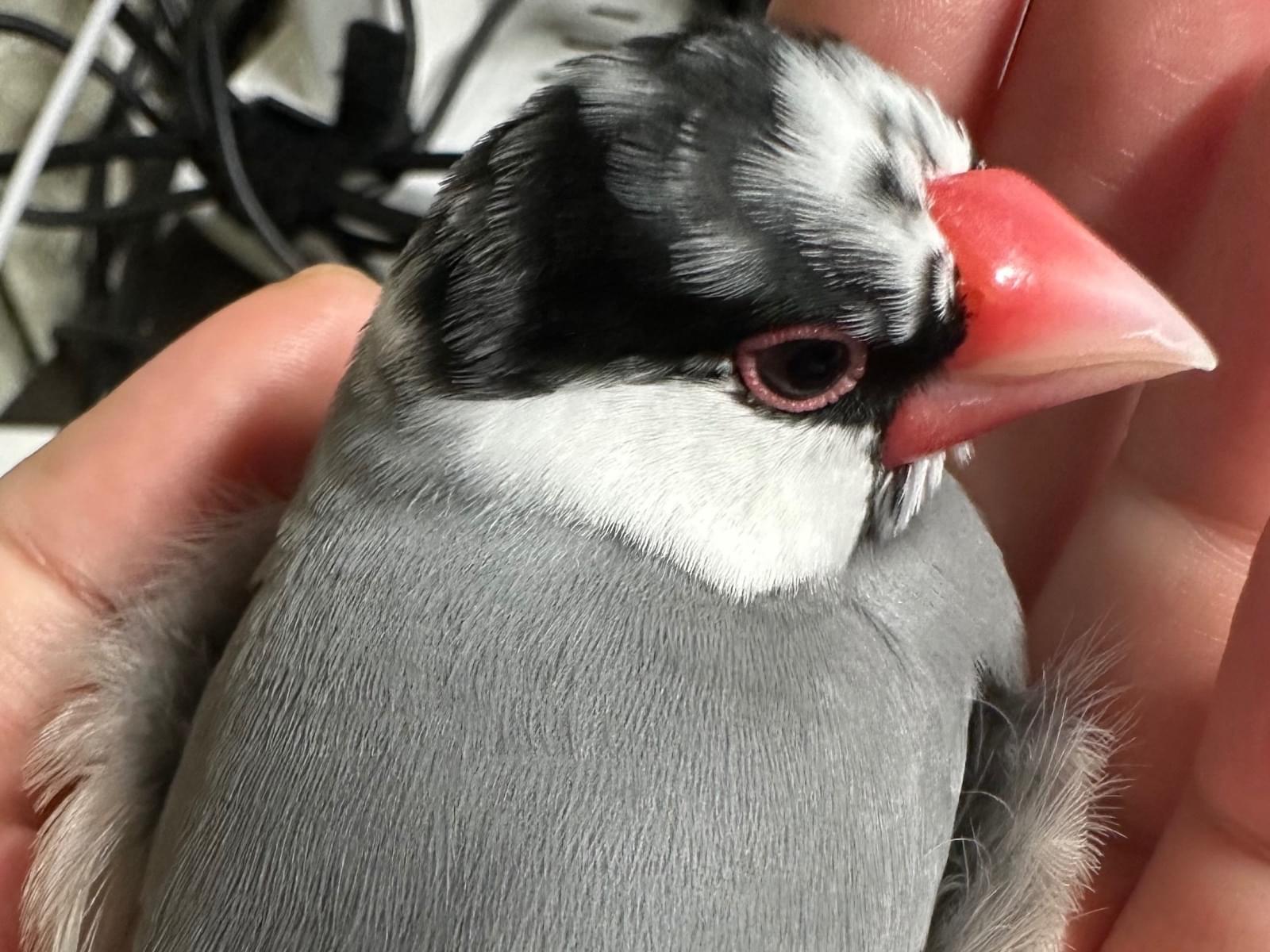 もみちゃん もみちゃん