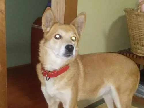 赤い首輪をした柴犬風の雑種の茶色の子です