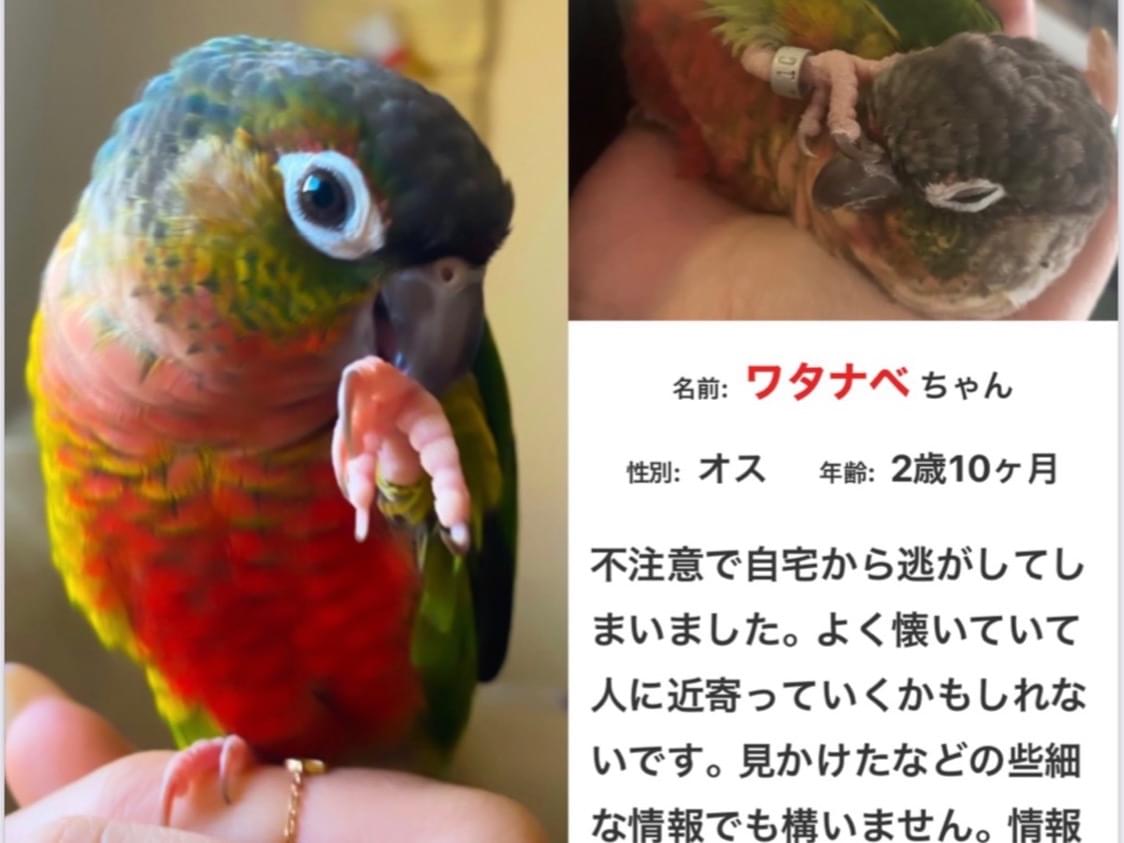 ワタナベちゃん ワタナベちゃん
