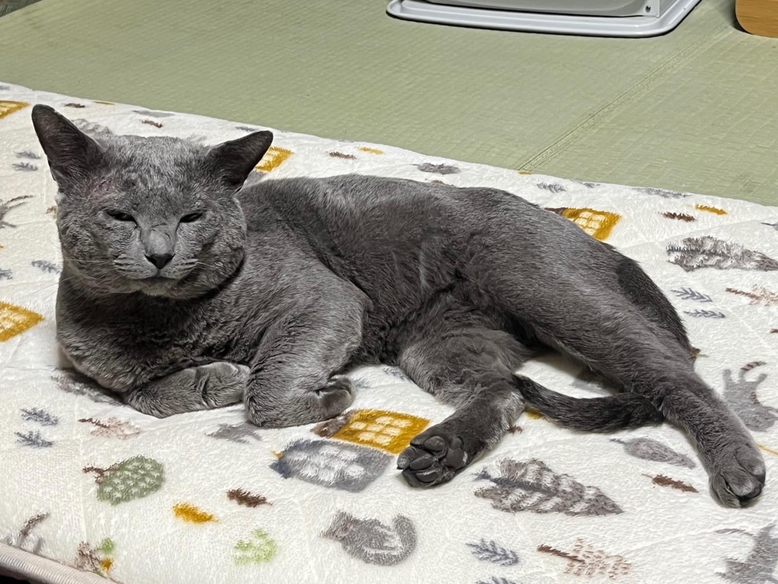 パンちゃん パンちゃん