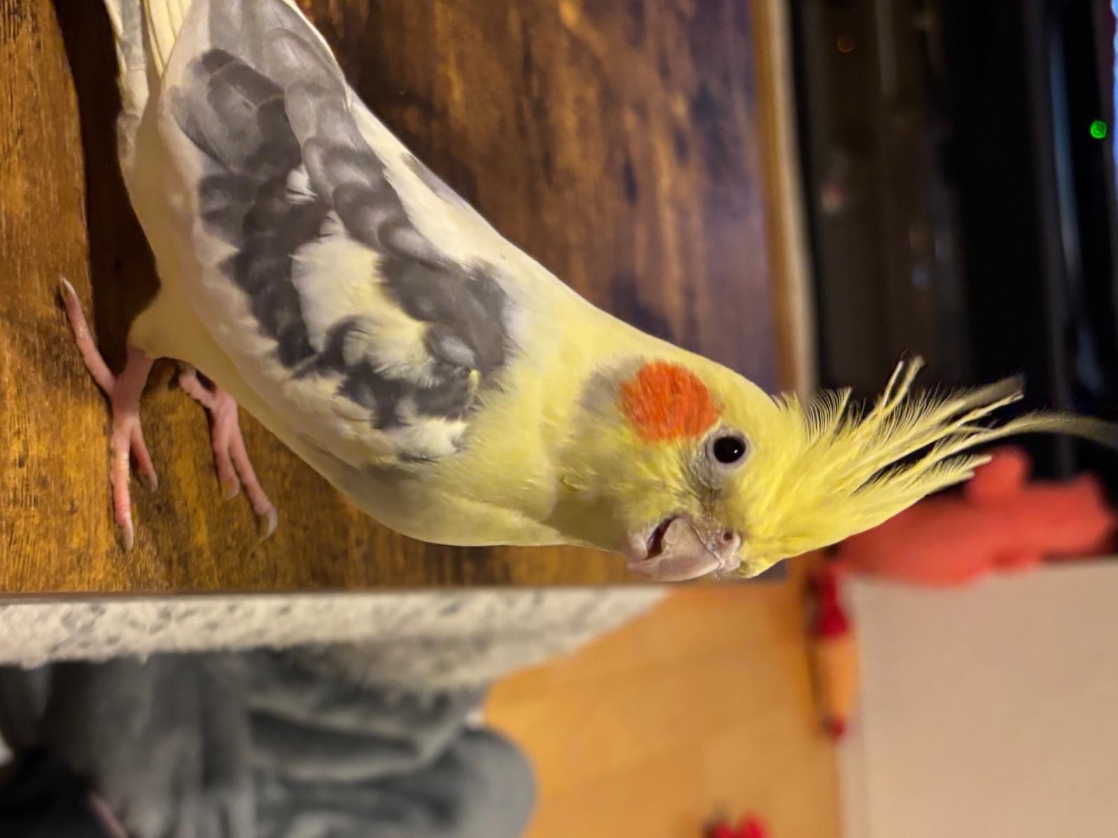 ぽぽちゃん ぽぽちゃん