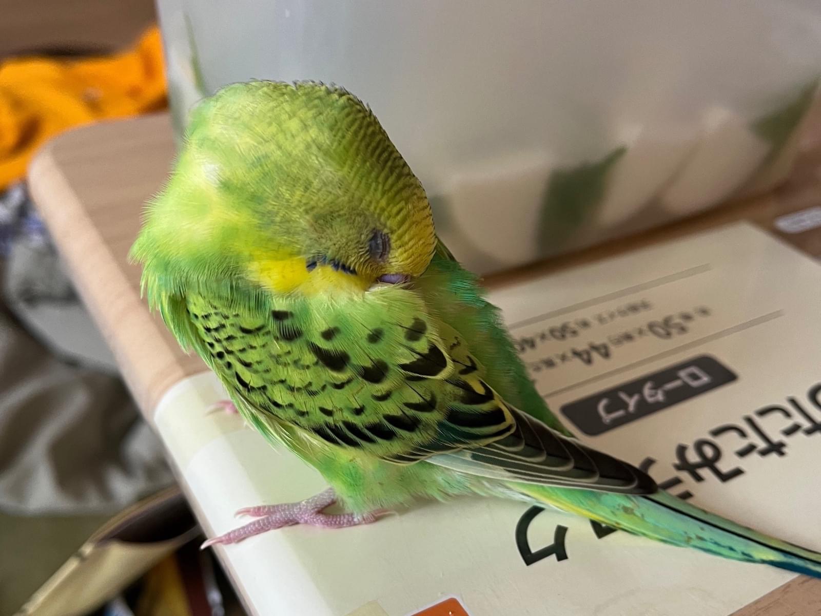 ヴィオちゃん