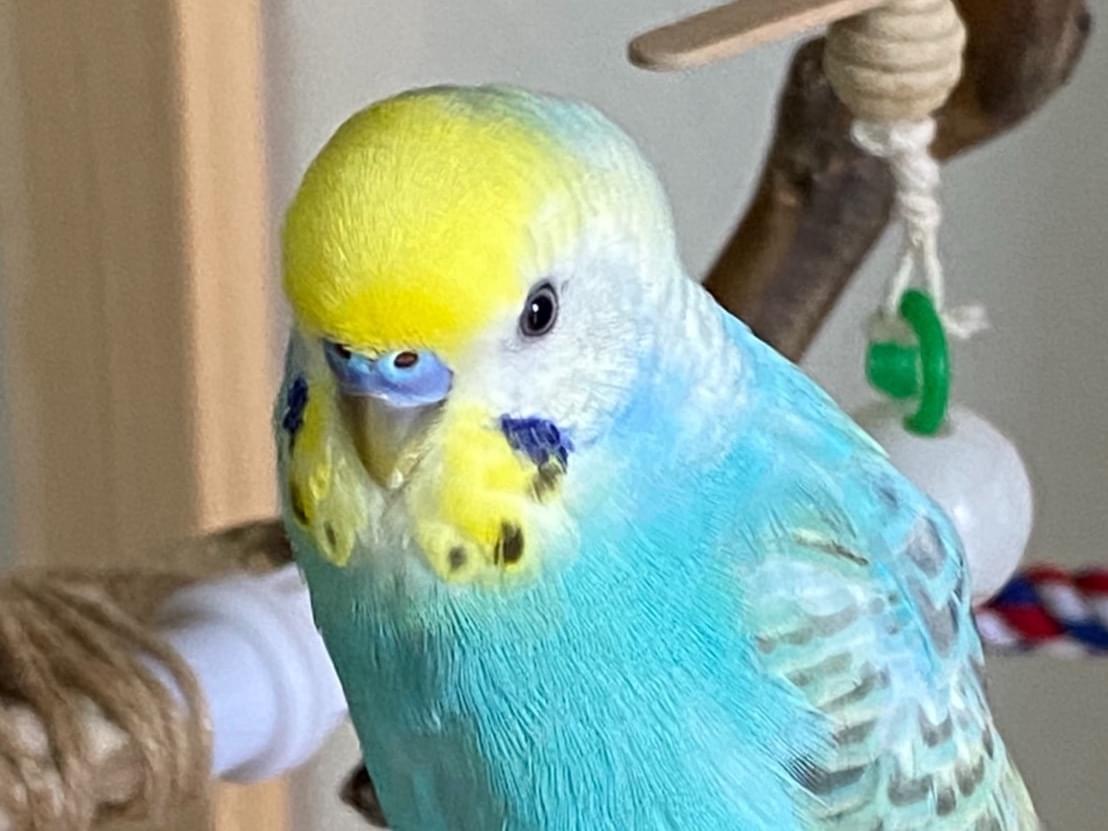 ぺこちゃん ぺこちゃん