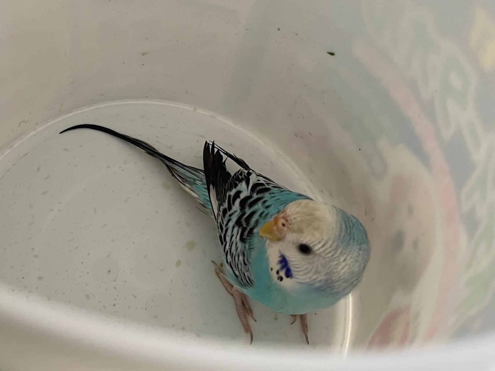 保護された鳥 保護された鳥