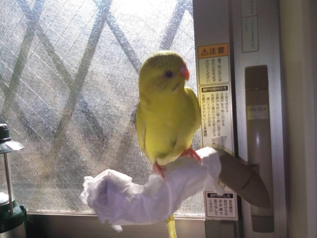 ピノちゃん ピノちゃん