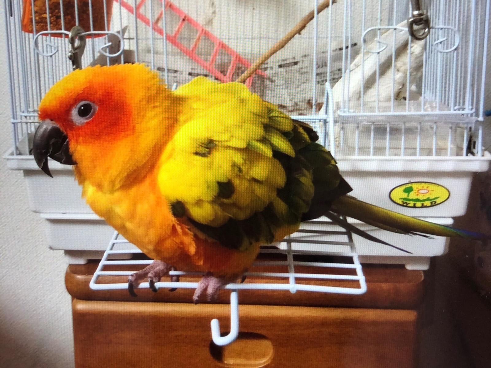 クッキーちゃん クッキーちゃん