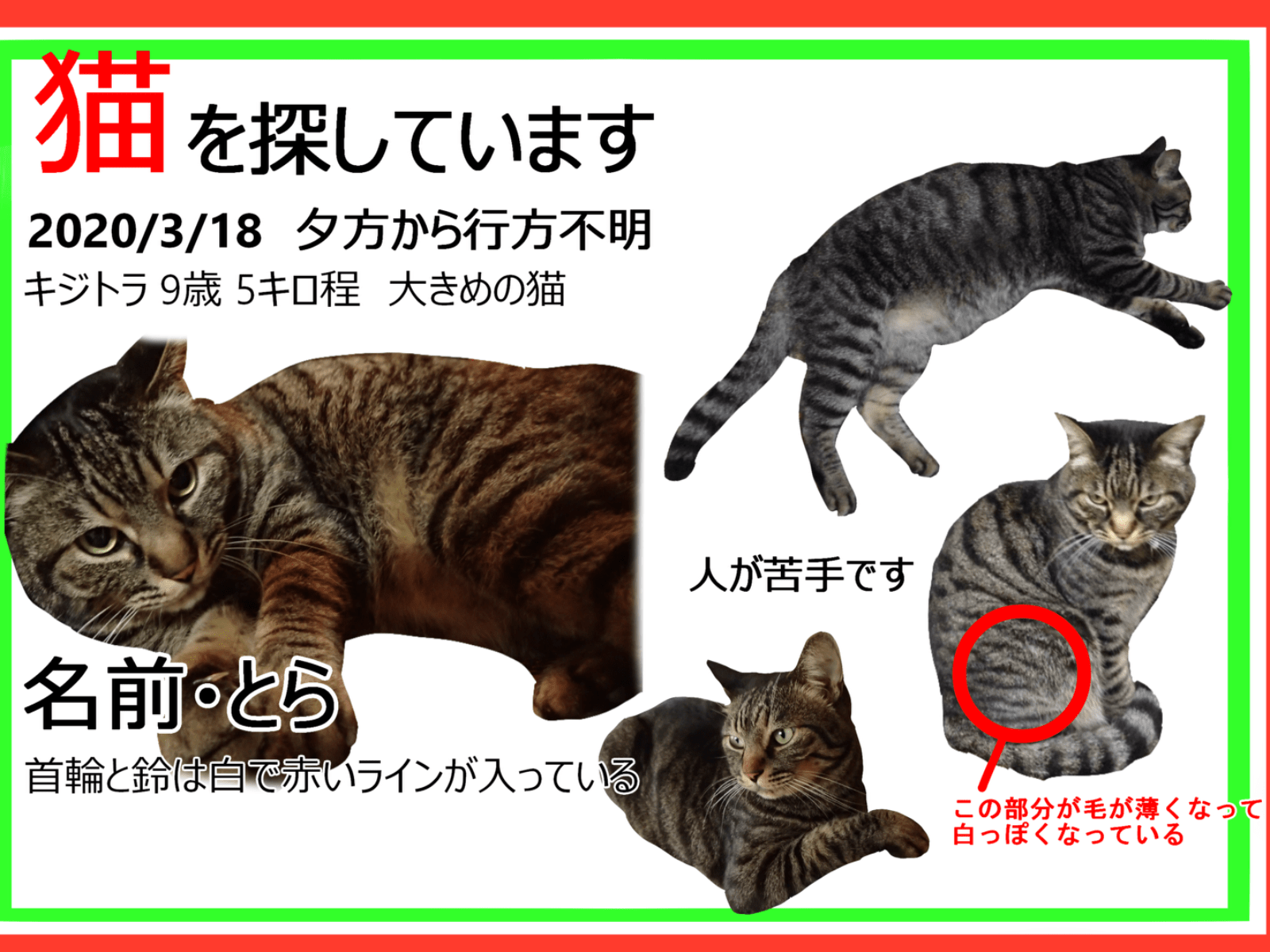とらちゃん とらちゃん