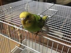 ユメちゃん ユメちゃん